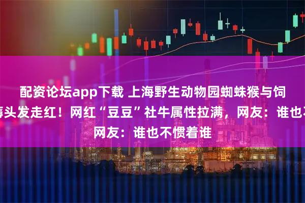 配资论坛app下载 上海野生动物园蜘蛛猴与饲养员互薅头发走红！网红“豆豆”社牛属性拉满，网友：谁也不惯着谁
